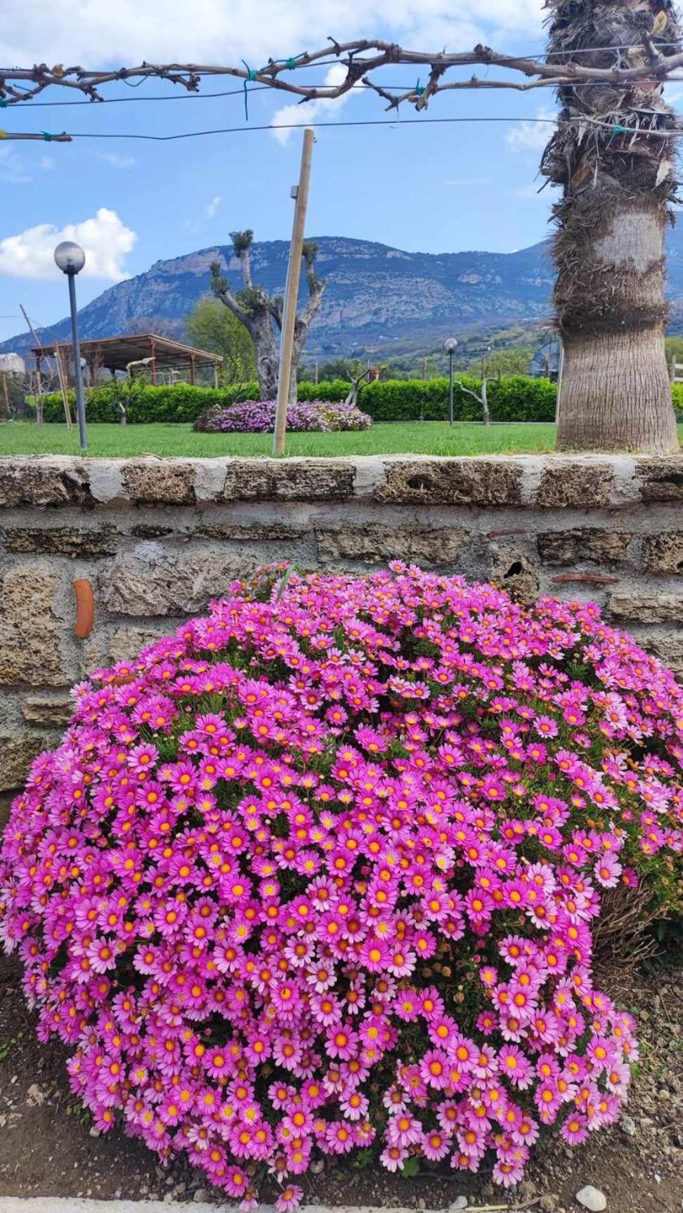 Le Colline Di Paestum Bed & Breakfast Capaccio Eksteriør bilde